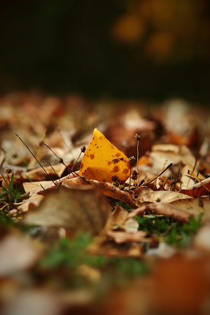 将决定湖人 将决定湖人