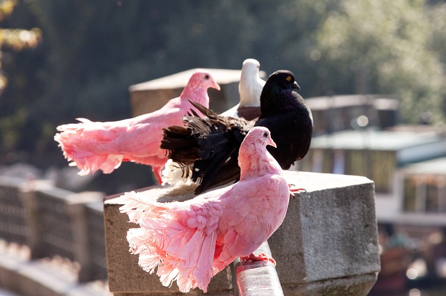 甚至在明星 甚至在明星